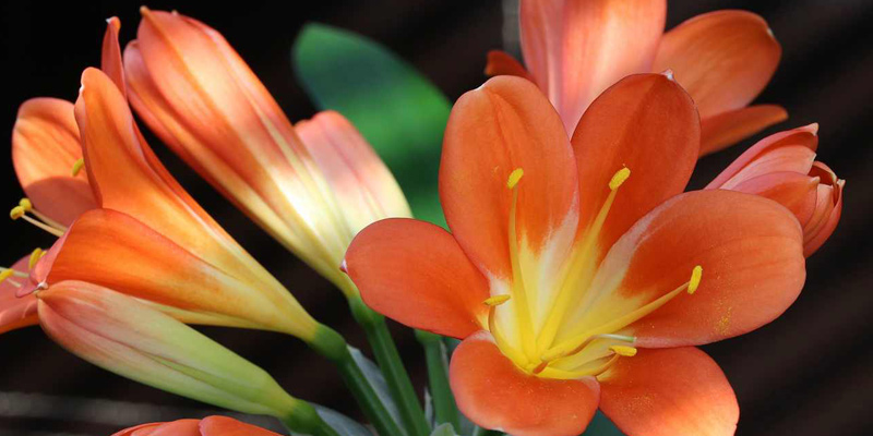powerflowers